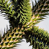 Araucaria araucaria Chilean Pine. Monkey Puzzle