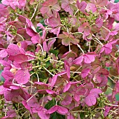 Hydrangea Paniculata Tinky Winky