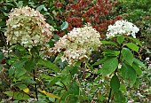 Hydrangea Paniculata Phantom