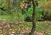 Fallen leaves in woodland garden i