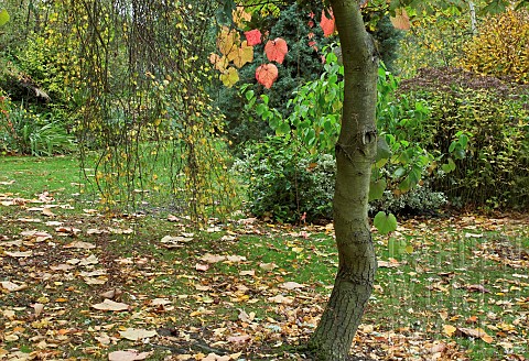 Fallen_leaves_in_woodland_garden_i
