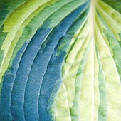 Foliage semi abstract close up of varigated Hosta leaf