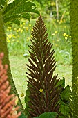 Gunnera Manicata