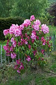 Woodland Rhododendron Doc