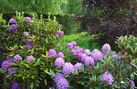 Woodland_Rhododendron_Augustinii__Electra_