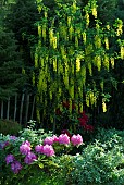 Laburnum anagyroides ; Golden Rain; Golden Chain