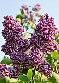 Syringa Vulgaris Sensation Lilac