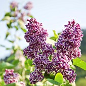 Syringa Vulgaris  Sensation Lilac