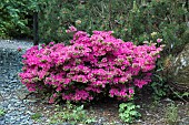 Rhododendron Hybrid Kurume Azalea Sherwood Orchid