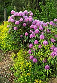 Woodland Rhododendron Ponticum