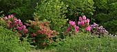 Hillside light woodland garden