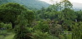 Glimpses of the Maze from hillside garden