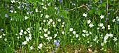 Woodland wildflowers