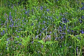 Wildflower bulbous perennial Hyacinthoides Non Scripta English Bluebell