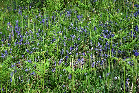 Wildflower_bulbous_perennial_Hyacinthoides_Non_Scripta_English_Bluebell