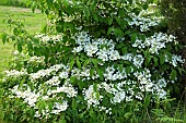 Viburnum Tomentosum Mariesii Japenese Snowball Bush