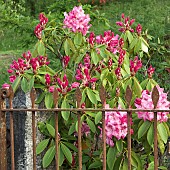 Country Garden in Late Spring