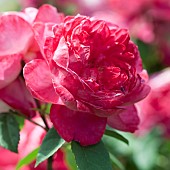 Rose Rosa Benjamin Britten