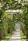Wooden pergolas covering in rambling roses pathway leading to wooden gate