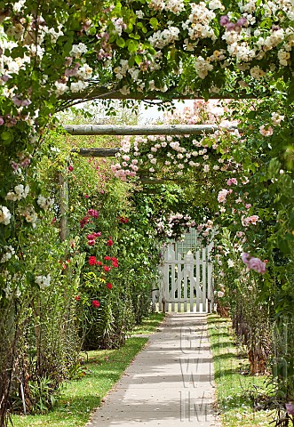 Wooden_pergolas_covering_in_rambling_roses_pathway_leading_to_wooden_gate