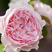 Rose Rosa Wisley