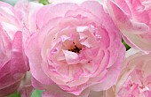 Rose; Rosa Mme Pierre Oger