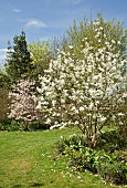 Magnolia trees in Spring