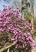 Rhododendron ponticum