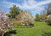 Magnolia and mature trees in borders