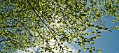 Beech tree leaves back lite by the sun