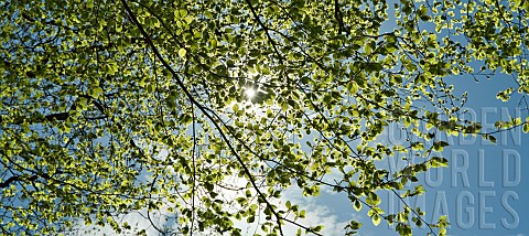 Beech_tree_leaves_back_lite_by_the_sun