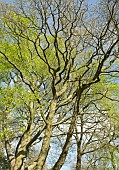 Mature trees with new growth in Spring