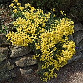 Alyssum Saxatile Mountain Gold