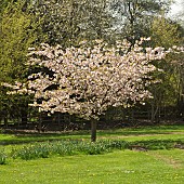 Prunus Autum Blaze Cherry tree