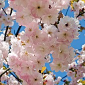 Prunus Autum Blaze Cherry Tree