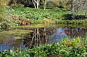 Reflections in pond with water lillies and water loving plants