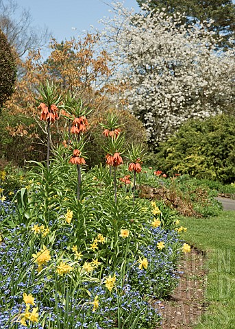 Border_of_spring_bulbs_with_mature_trees_and_lawns