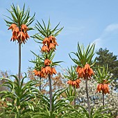 Crown Imperial Fritillaria