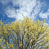 Acer platanoides Drummondii Norway Maple