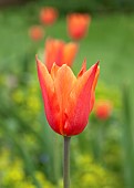 TulipaTulip Greigii Toronto