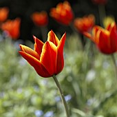 Tulip Tulipa Blushing Beauty