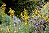 Asphodeline Lutea Jacobs Rod