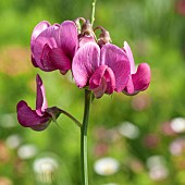 Lathyrus latifolus sweet pea