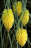 Kniphofia Red Hot Poker