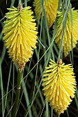 Perennial Kniphofia Red Hot Poker