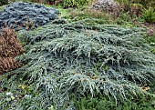 Juniperus juniper and Heather