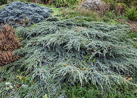 Juniperus_juniper_and_Heather