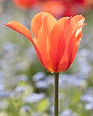 Fosteriana tulip Apeldoorns Elite
