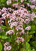 Elephant-eared saxifrage Elephants ears Bergenia