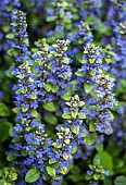 Ajuga Bungle Genevensis
